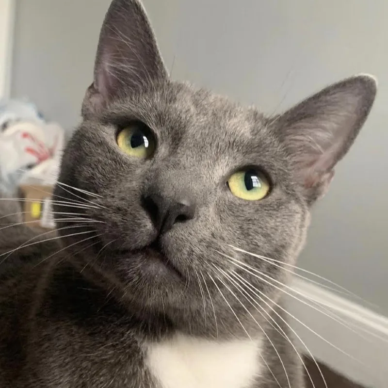 A senior large-sized male Gray / Blue / Silver Domestic Short Hair cat named Frank for adoption in Philadelphia, PA