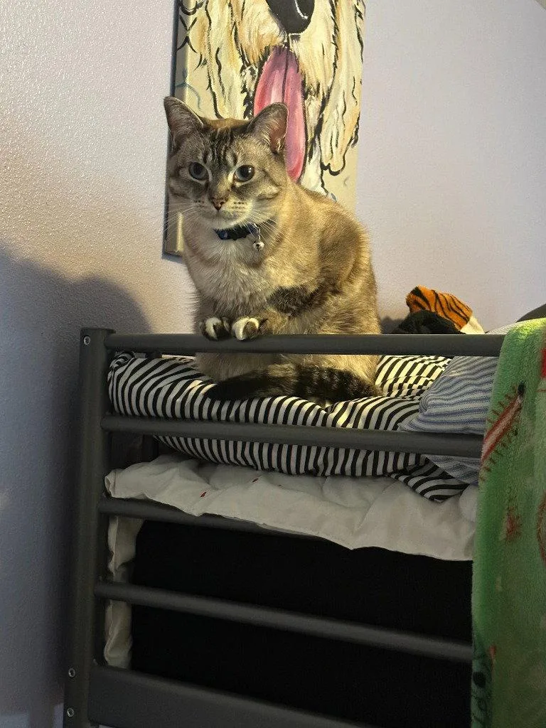 An adult medium-sized female Domestic Short Hair cat named Dk  Pearl for adoption in Battle Ground, WA