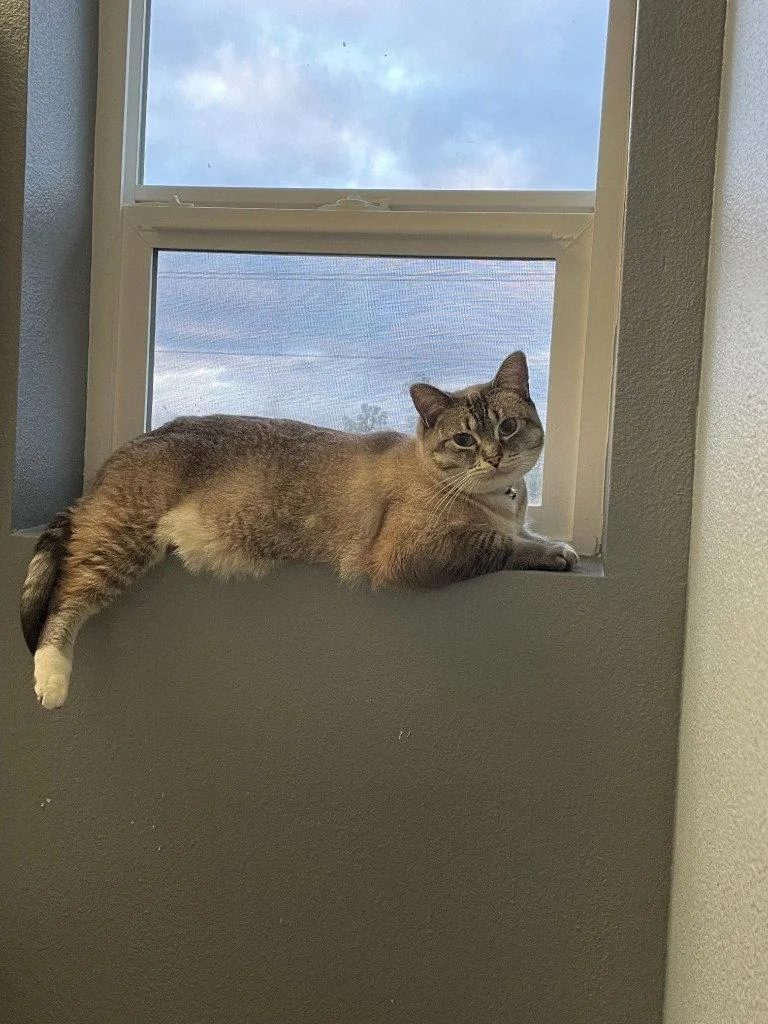 Dk  Pearl thumbnail 2