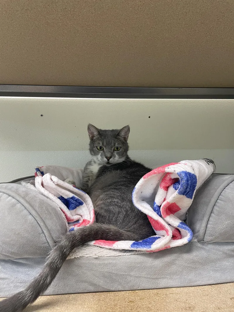 A young small-sized female Tabby cat named Nellie for adoption in Sautee Nacoochee, GA