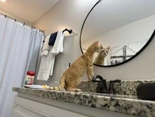 A young medium-sized male Orange / Red Domestic Short Hair cat named Orange Slice for adoption in Nashville, TN