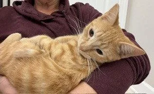 Orange Slice thumbnail 3