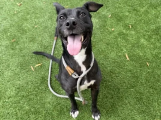 An adult medium-sized female Pit Bull Terrier dog named Sunshine for adoption in Chatsworth, CA