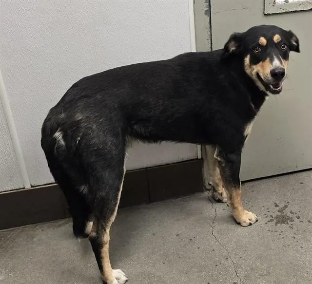 A young large-sized male Labrador Retriever dog named Hawk for adoption in Tucson, AZ