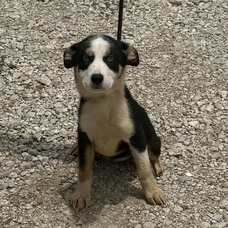 A baby medium-sized female Black Mixed Breed dog named Girl Puppy for adoption in Hagerstown, MD