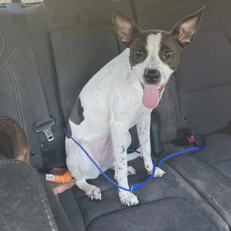 A young medium-sized female White / Cream Mixed Breed dog named Betty for adoption in Pittsburg, KS
