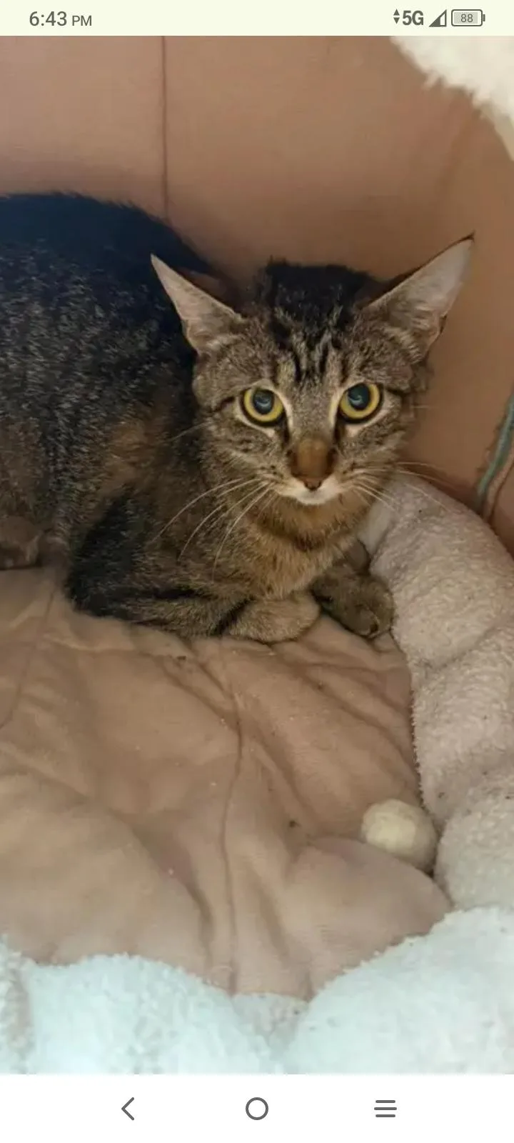 A young medium-sized female Tabby cat named Keke for adoption in Fort Leavenworth, KS