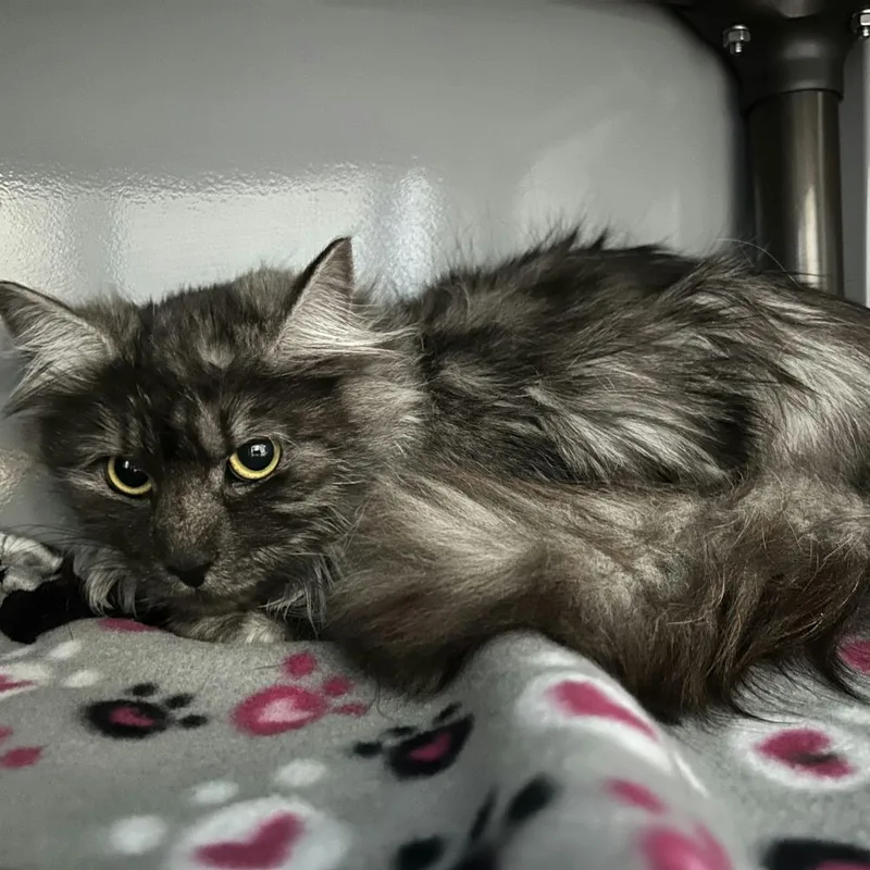 An adult small-sized male Gray / Blue / Silver Domestic Long Hair cat named Asher C for adoption in Princeton, MN