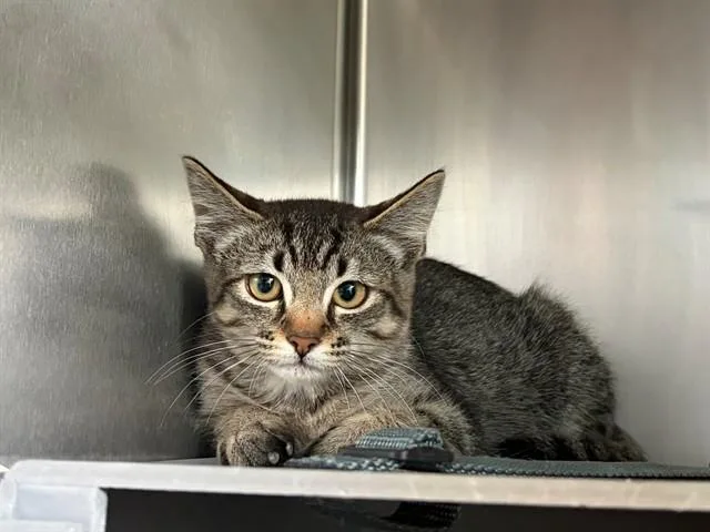A baby small-sized male Domestic Medium Hair cat named Leo for adoption in Palo Alto, CA