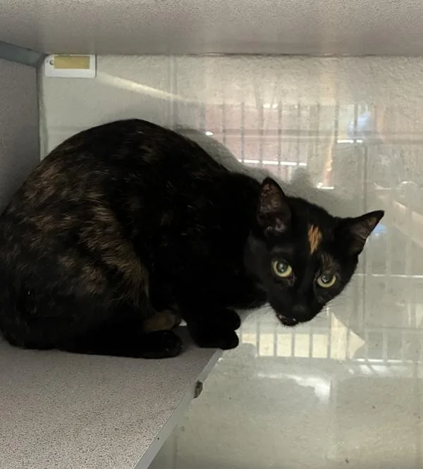 An adult small-sized female Domestic Short Hair cat named Sashimi for adoption in Salt Lake City, UT