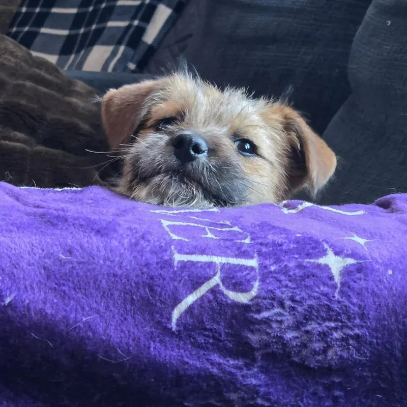 Donald Duck thumbnail 2