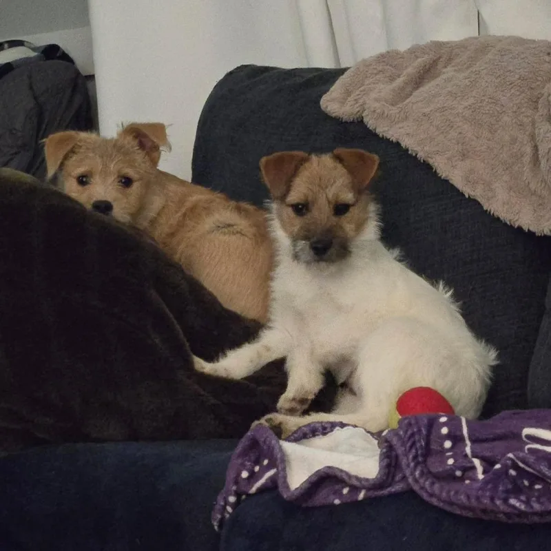 Donald Duck thumbnail 3