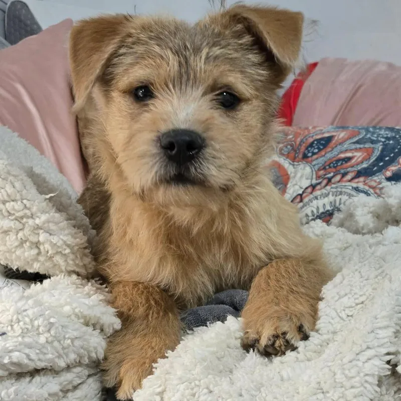 Donald Duck thumbnail 4