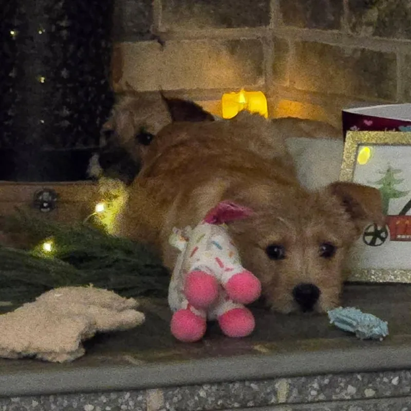 Donald Duck thumbnail 5