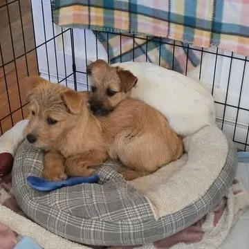 Donald Duck thumbnail 6