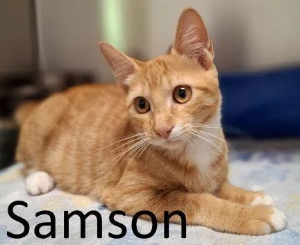 Samson thumbnail 2