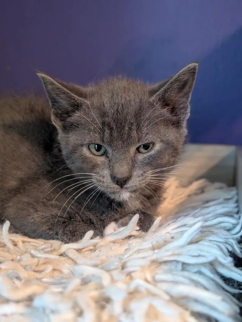 A baby medium-sized female Gray / Blue / Silver Domestic Short Hair cat named Beatrice for adoption in Lancaster, PA