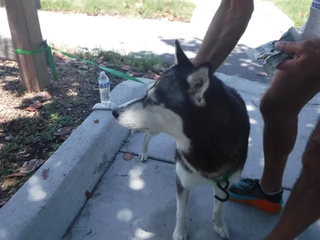 A young large-sized female Siberian Husky dog named Ducky for adoption in Miami, FL