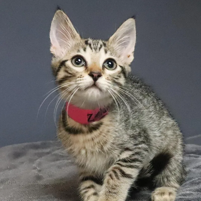 Zelda
