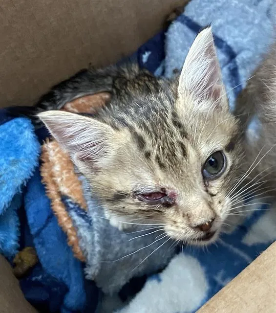 A baby medium-sized female Domestic Short Hair cat named Terra for adoption in Dallas, TX