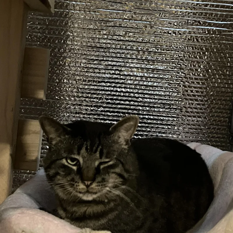An adult large-sized male Domestic Short Hair cat named Bruno for adoption in Kent, OH
