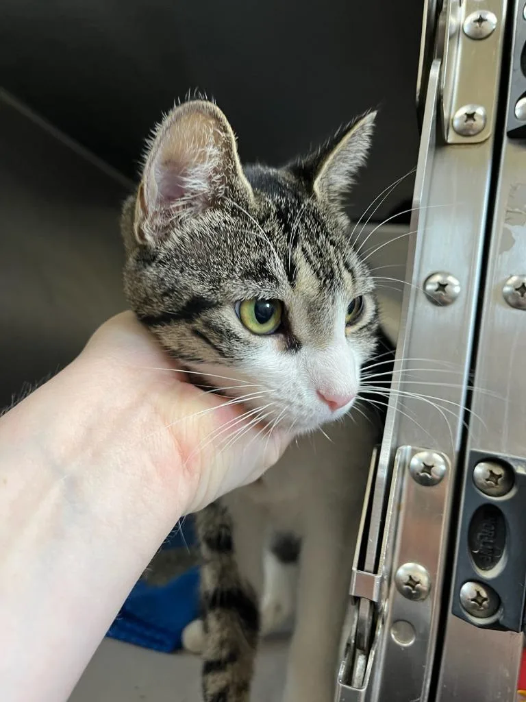 A young medium-sized male Domestic Short Hair cat named Pickles for adoption in Richland Hills, TX