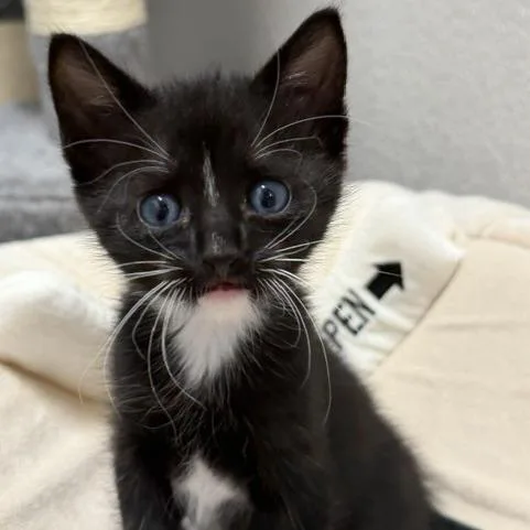 A baby small-sized male Black Domestic Short Hair cat named Binx for adoption in Englewood, FL