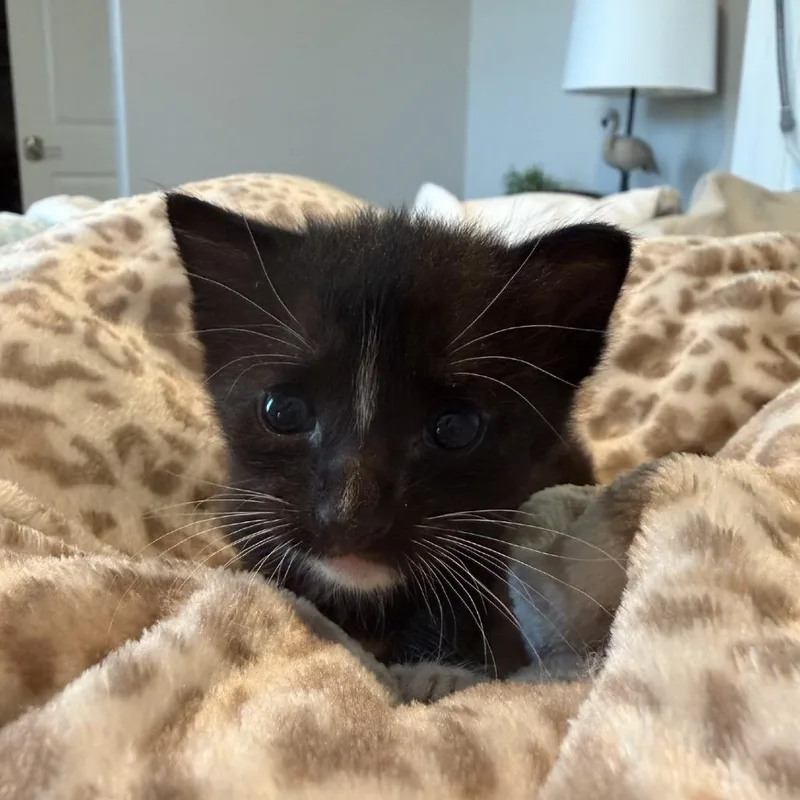 Binx thumbnail 2