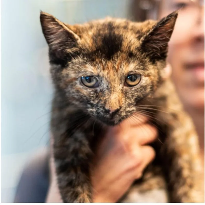 A baby small-sized female Black Domestic Short Hair cat named Julia for adoption in Sioux Falls, SD