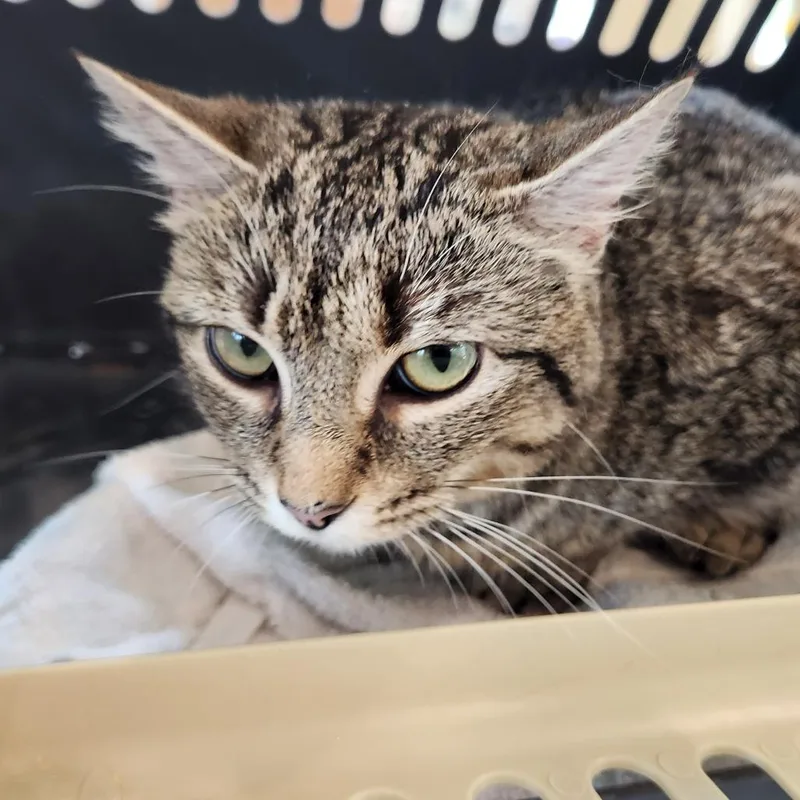 A young medium-sized female Brown / Chocolate Domestic Short Hair cat named Ardeena for adoption in Chapel Hill, NC