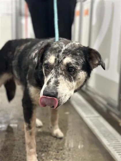 An adult large-sized male Mixed Breed dog named Pluto for adoption in West Chester, PA