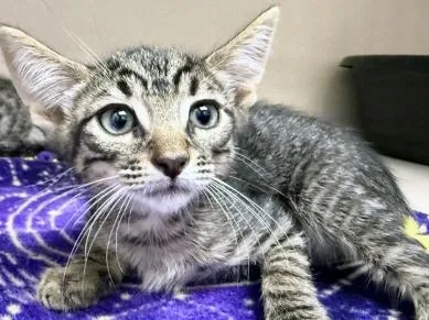 A baby medium-sized male Tabby (Brown / Chocolate) Tabby cat named Luca for adoption in San Clemente, CA