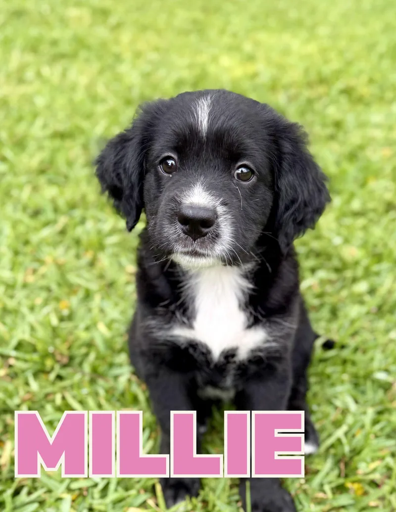 Millie