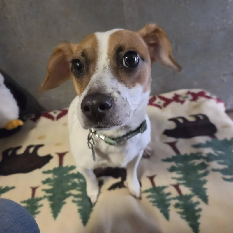 A baby small-sized female White / Cream Jack Russell Terrier dog named Precious for adoption in Andover, MA