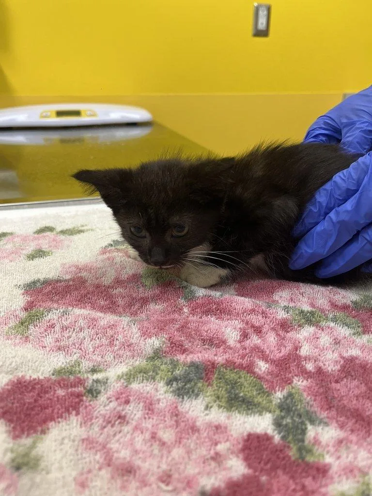 A baby small-sized female Black & White / Tuxedo Domestic Short Hair cat named Cleo for adoption in Raleigh, NC