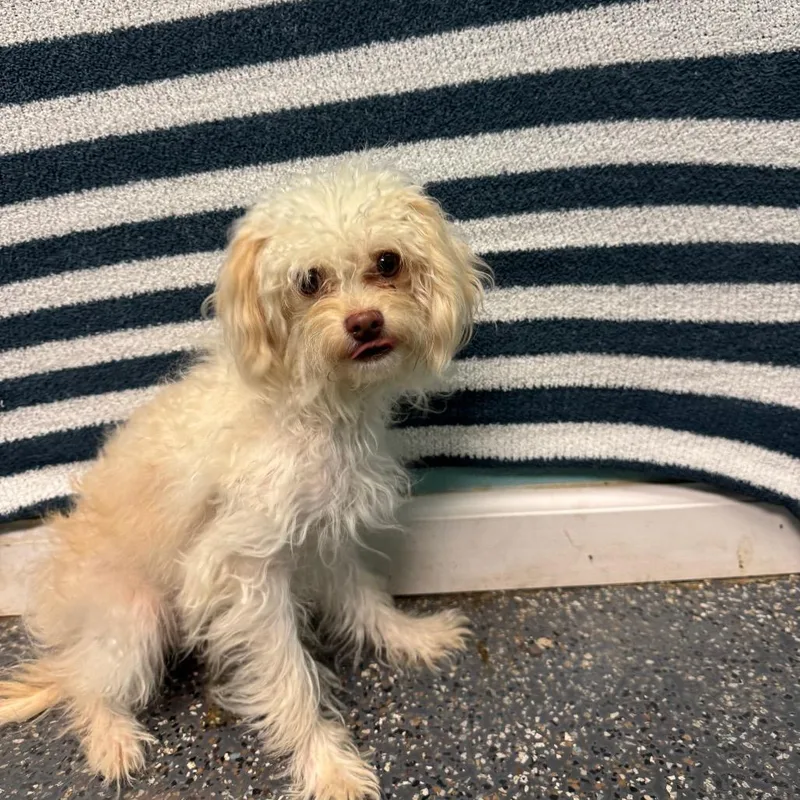 An adult small-sized female White / Cream Terrier dog named Marge for adoption in Fresno, CA