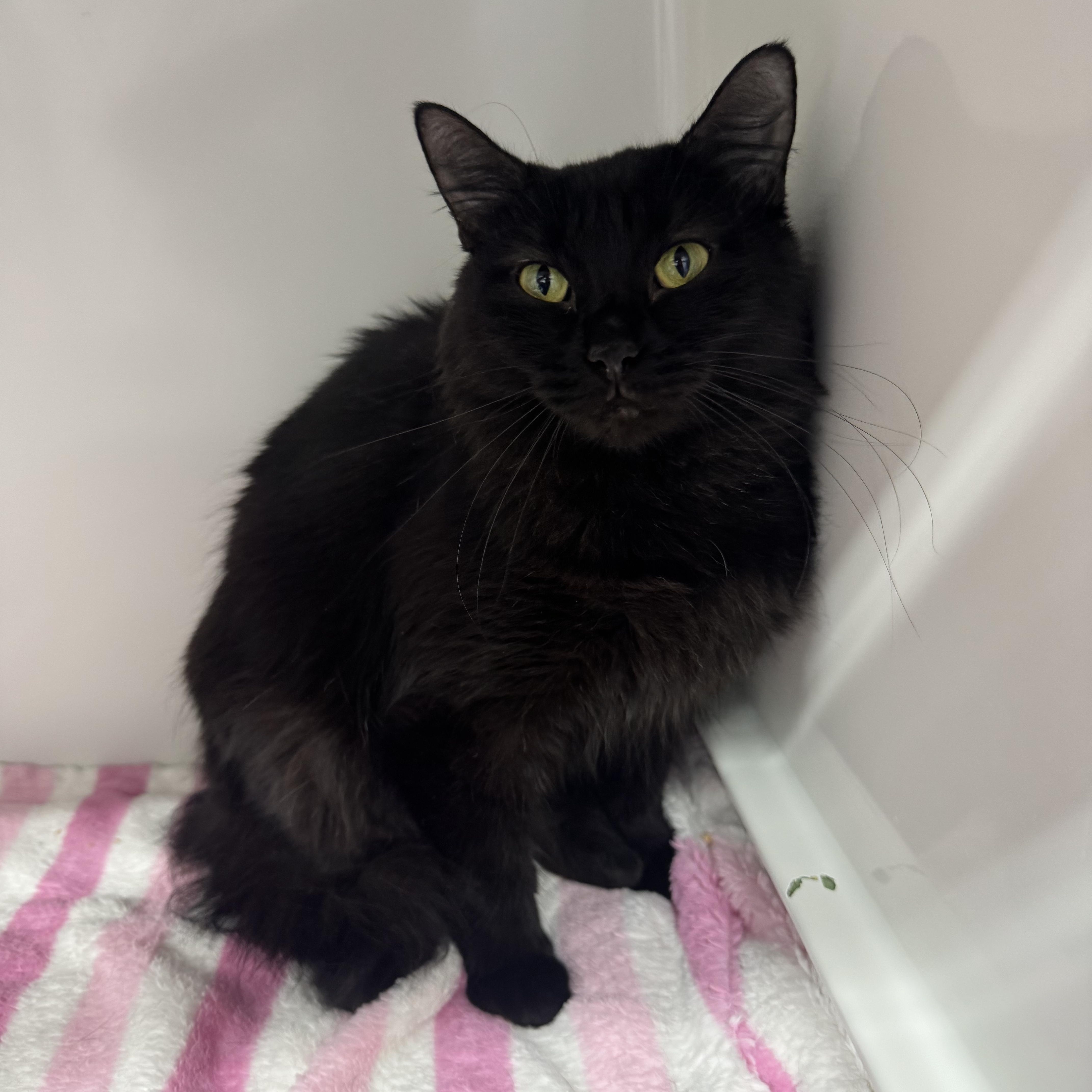 An adult medium-sized female Black Domestic Short Hair cat named Morrigan for adoption in Mount Vernon, OH