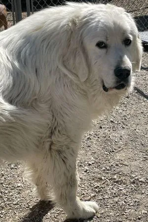 A young large-sized male Great Pyrenees dog named Butch for adoption in Savannah, MO