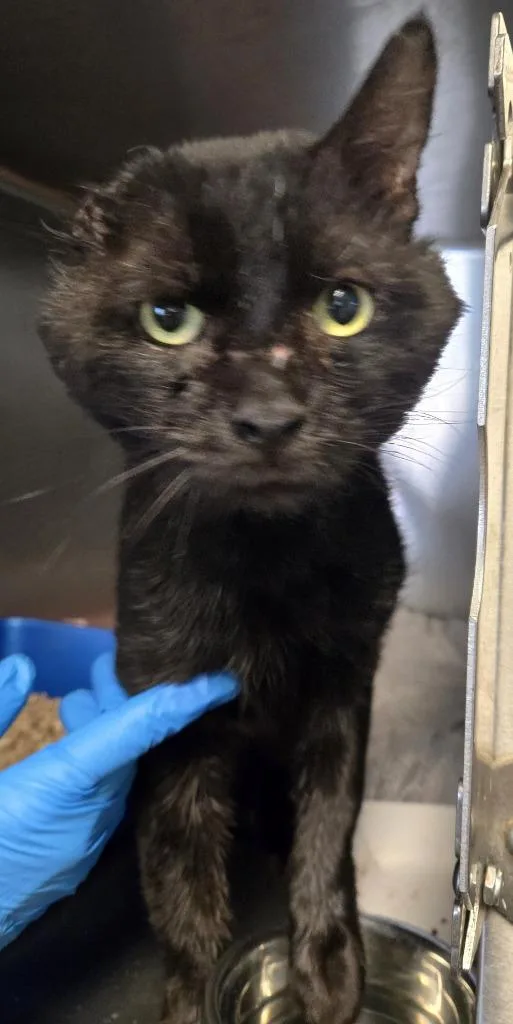 An adult medium-sized male Domestic Short Hair cat named Plume for adoption in Windsor, CT