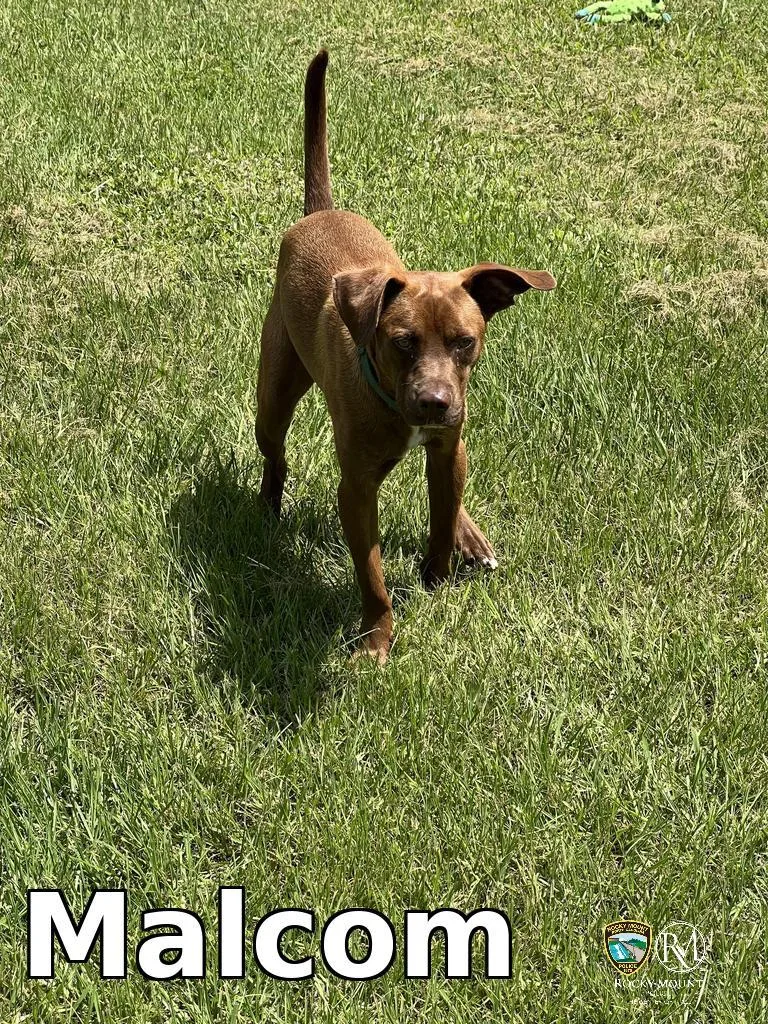 A young medium-sized male Pit Bull Terrier dog named Malcom for adoption in Rocky Mount, NC