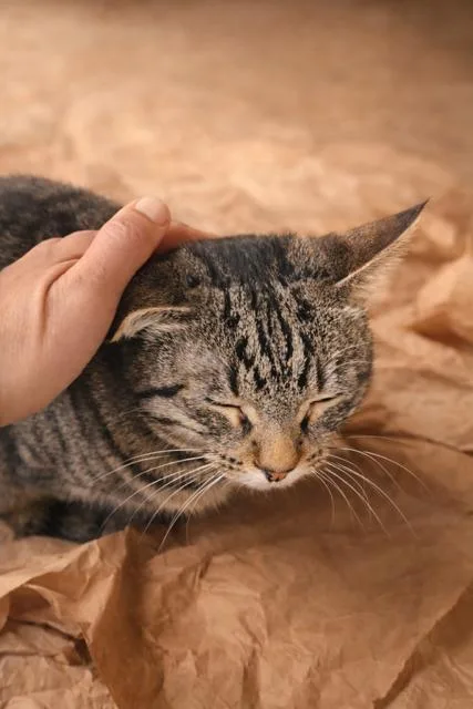 A young medium-sized female Tabby (Brown / Chocolate) Domestic Short Hair cat named Bella for adoption in Los Angeles, CA