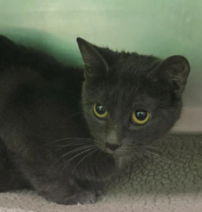 A young medium-sized female Domestic Short Hair cat named Vickie for adoption in Olean, NY