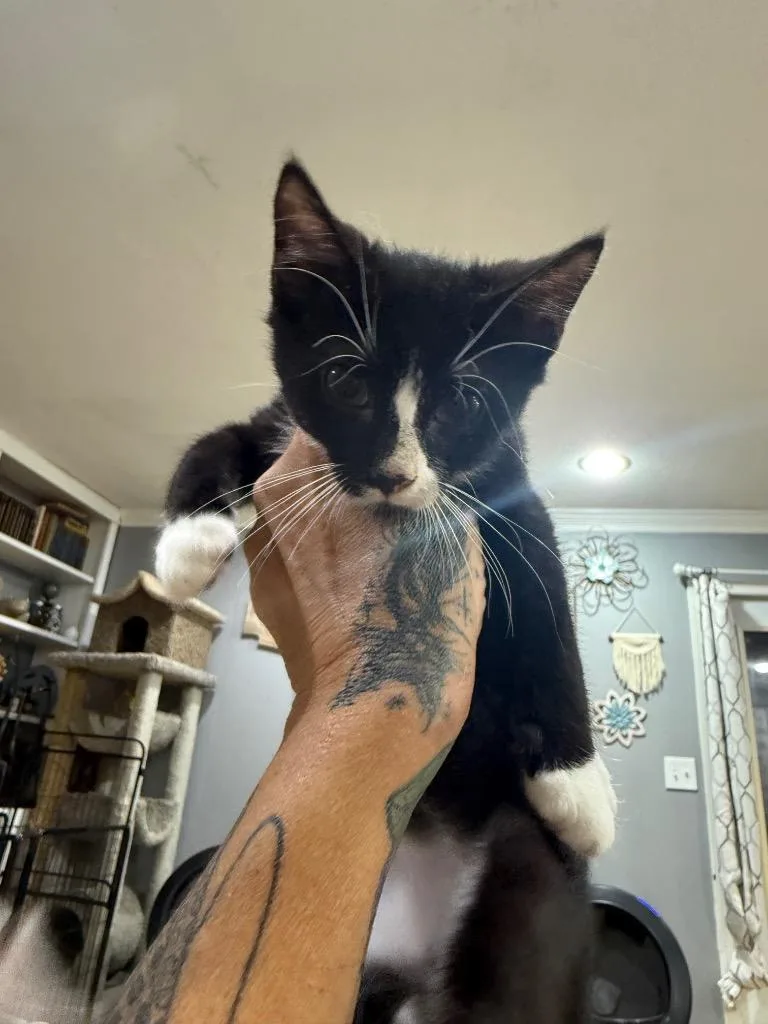 A baby large-sized male Domestic Short Hair cat named Hex for adoption in warrenville, SC