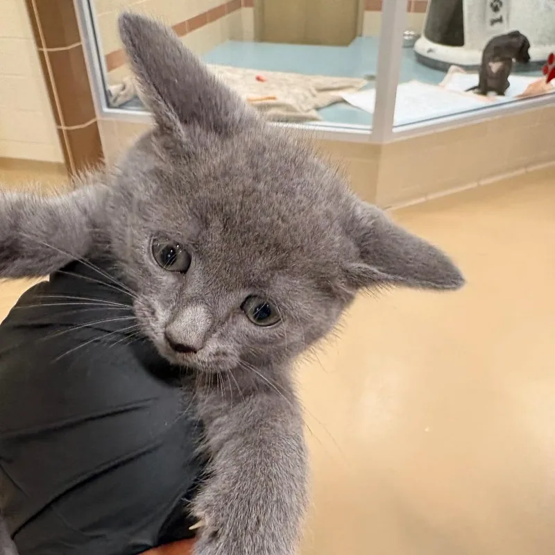 A baby small-sized female Domestic Short Hair cat named Ivy for adoption in Winston-Salem, NC