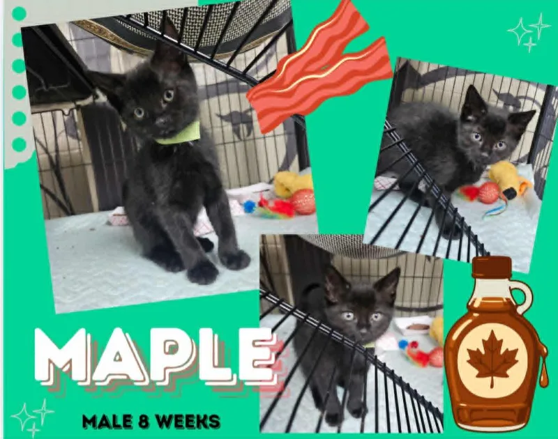 Maple