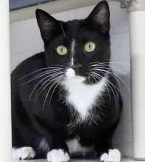 A baby medium-sized male Black & White / Tuxedo Domestic Short Hair cat named CheckersPanther for adoption in Hartwell, GA