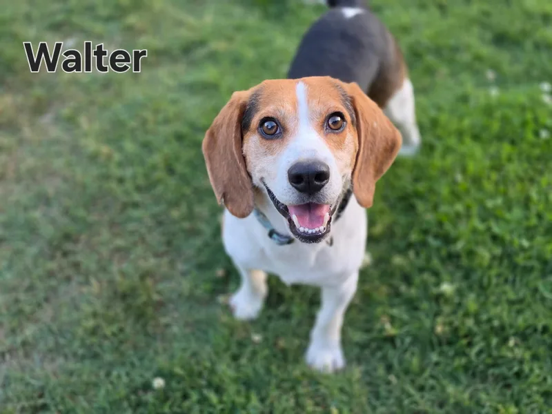 Walter