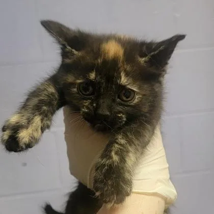 A baby small-sized female Domestic Short Hair cat named Toucan for adoption in West Chester, PA