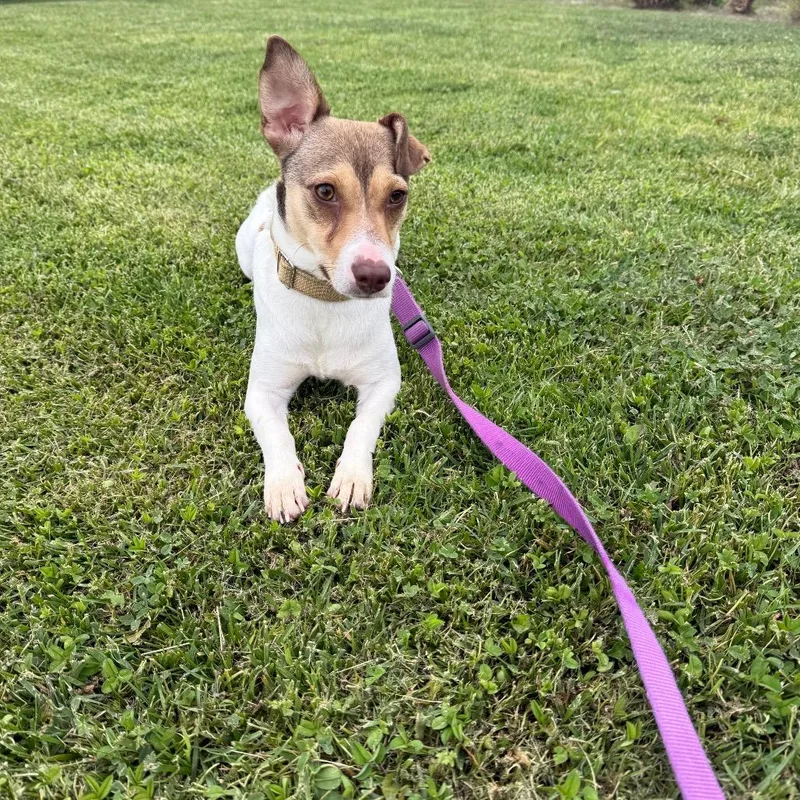 An adult small-sized female White / Cream Terrier dog named Maya for adoption in San Diego, CA