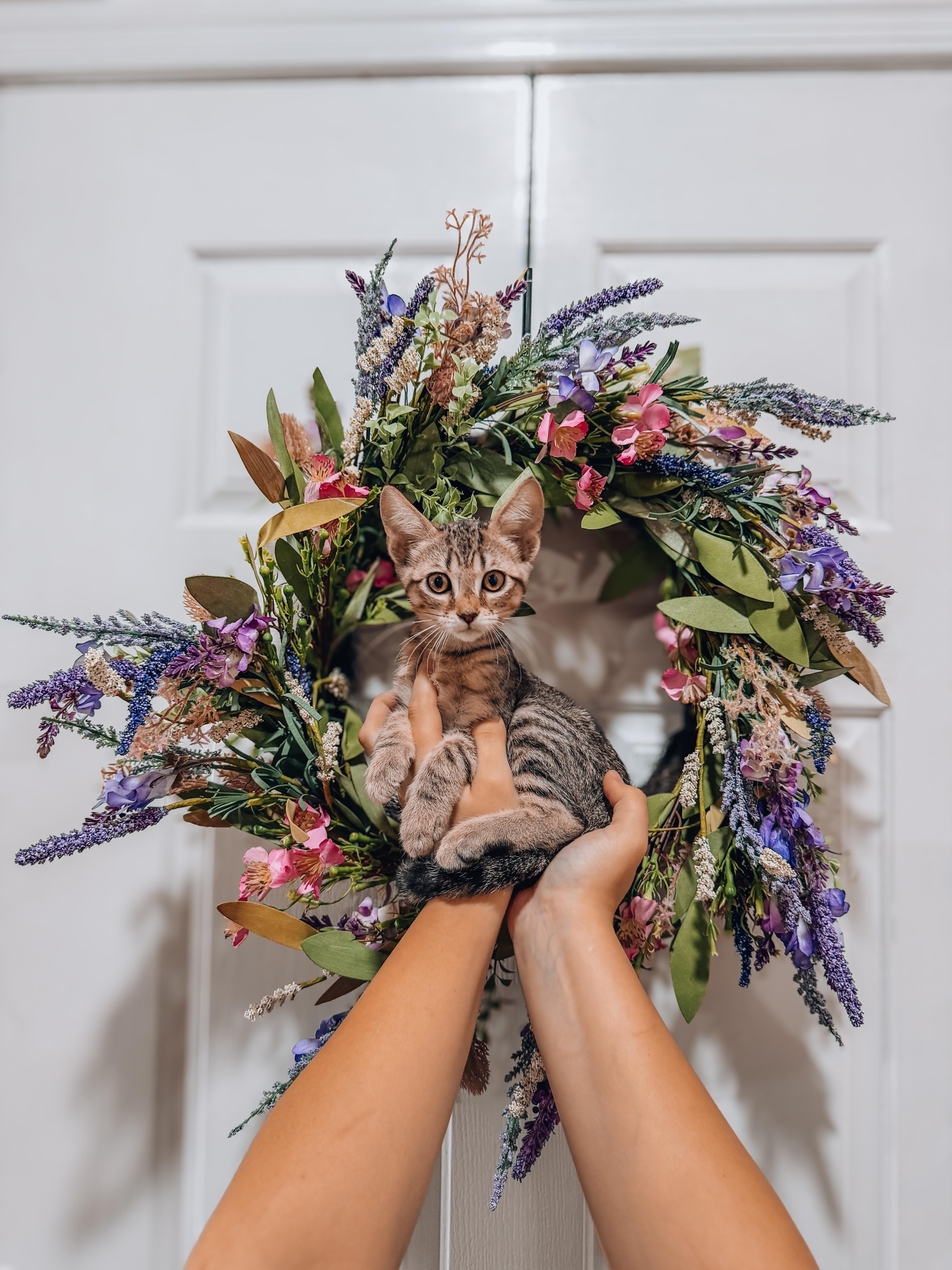 A baby medium-sized female Tabby cat named Dora for adoption in Goodyear, AZ